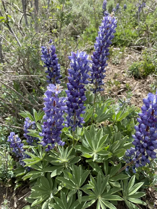 Photo of Lupinus biddlei