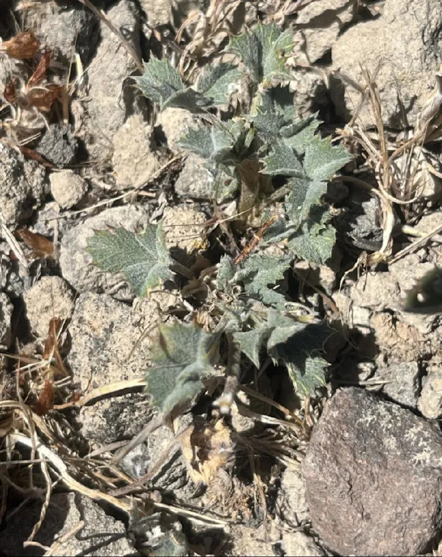 Photo of Trifolium leibergii
