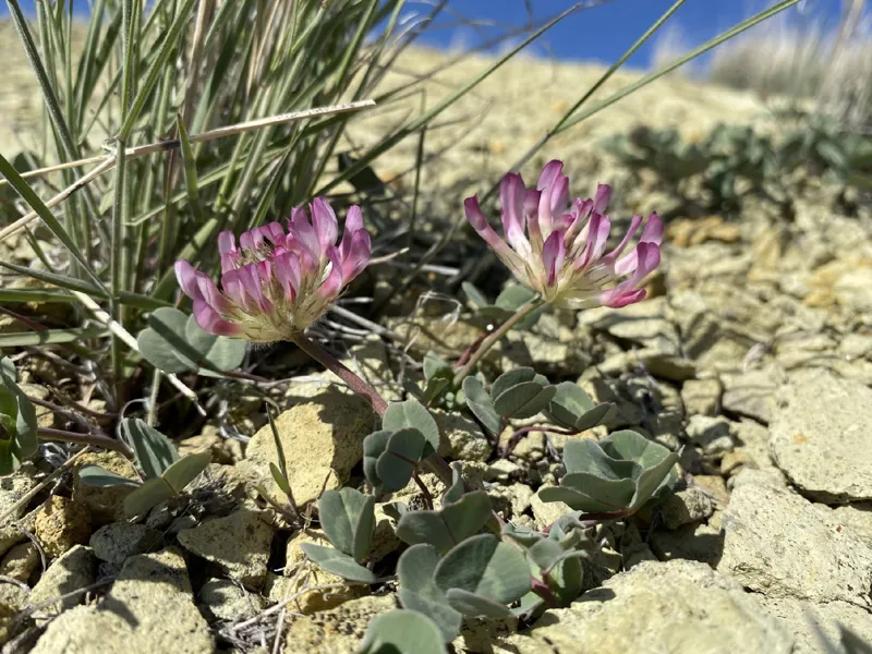 Photo of Trifolium owyheense