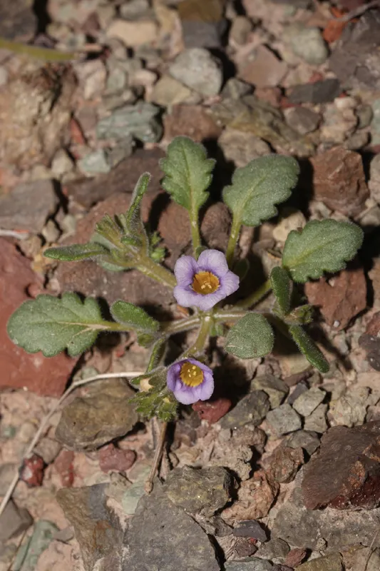 Photo of Phacelia gymnoclada