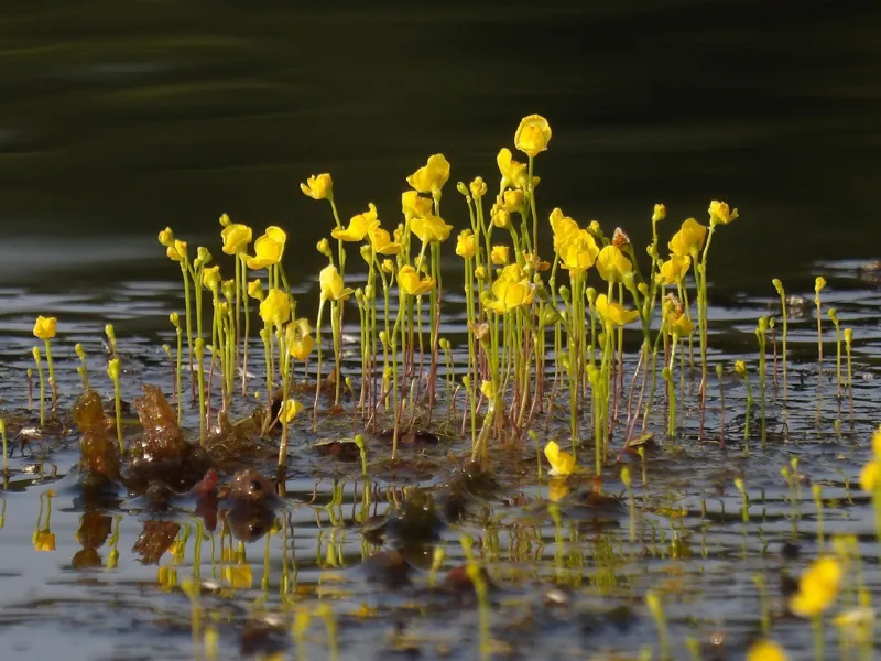 Photo of Utricularia gibba
