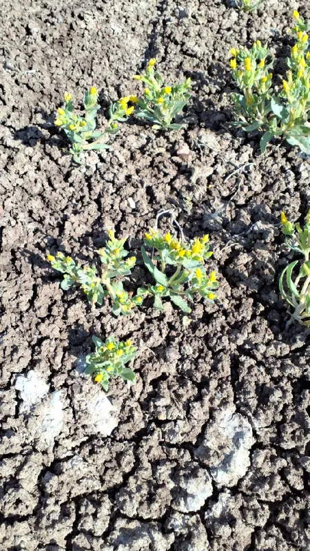 Photo of Mentzelia mollis