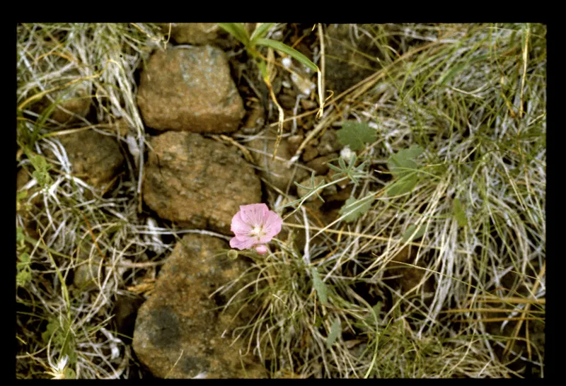 Photo of Sidalcea malviflora ssp. patula