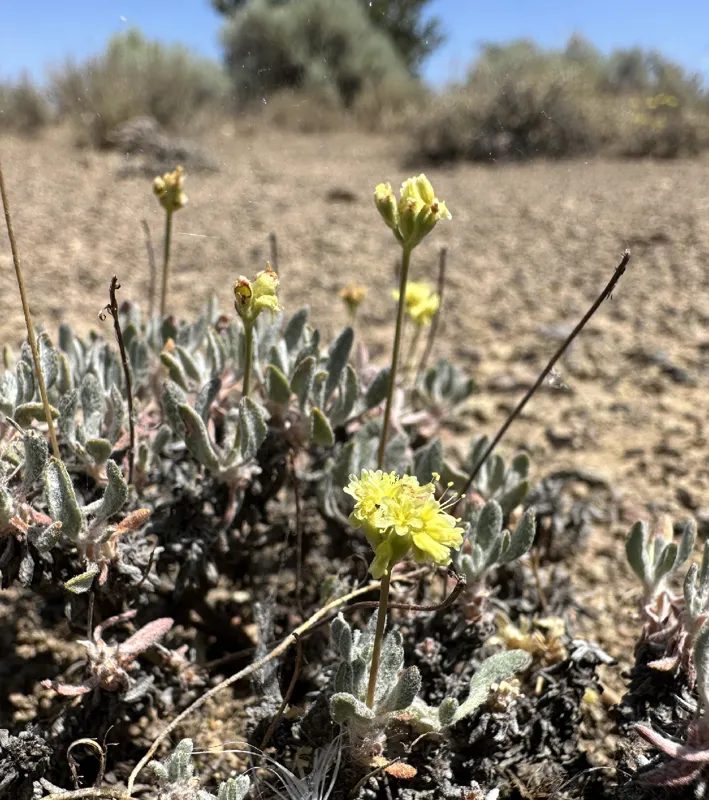 Photo of Eriogonum cusickii