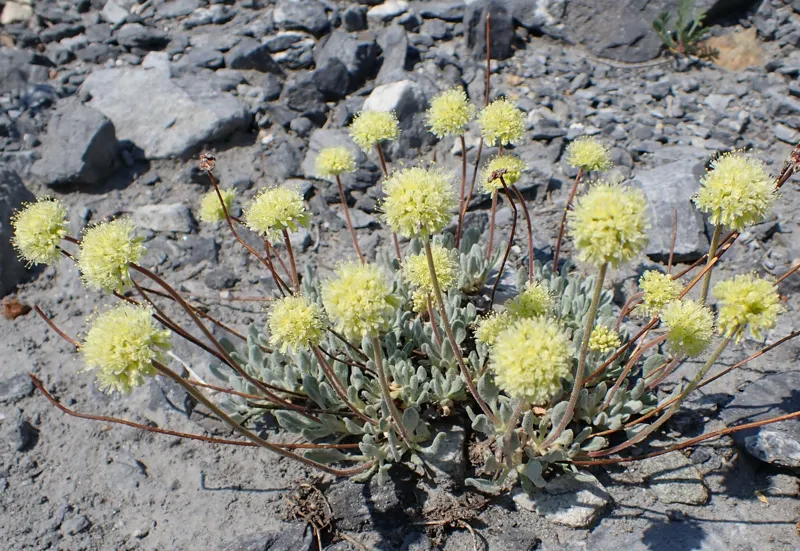 Photo of Eriogonum scopulorum