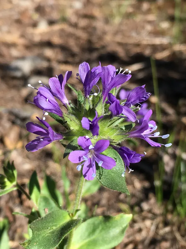 Photo of Collomia mazama