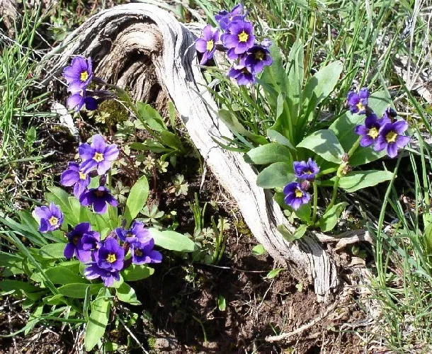 Photo of Primula cusickiana
