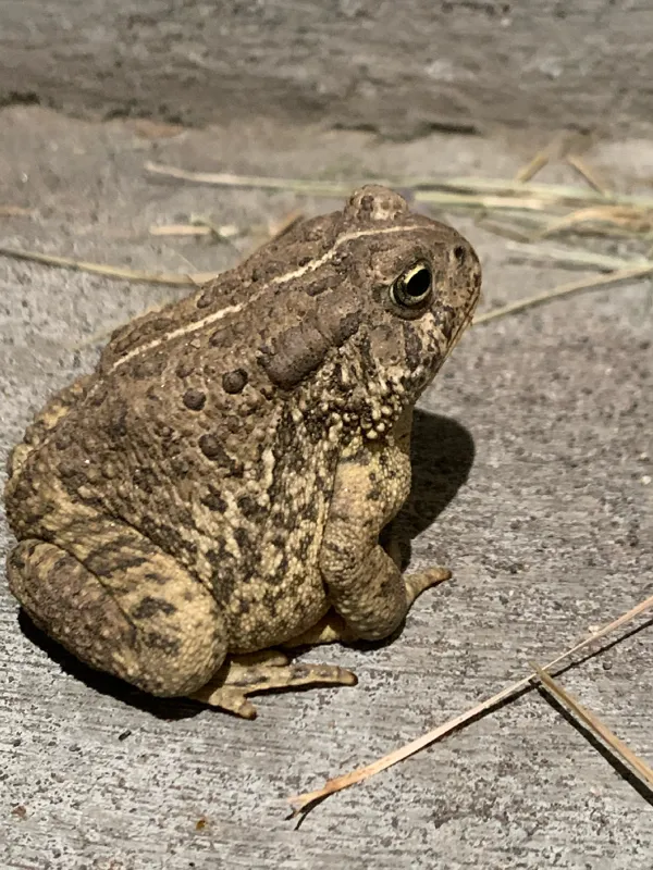 Photo of Anaxyrus woodhousii