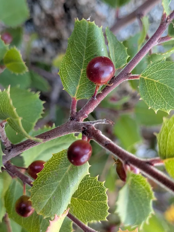 Photo of Rhamnus ilicifolia