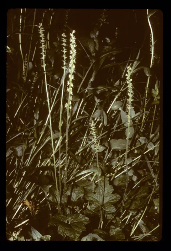 Photo of Bensoniella oregana