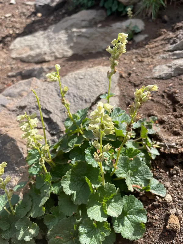 Photo of Elmera racemosa