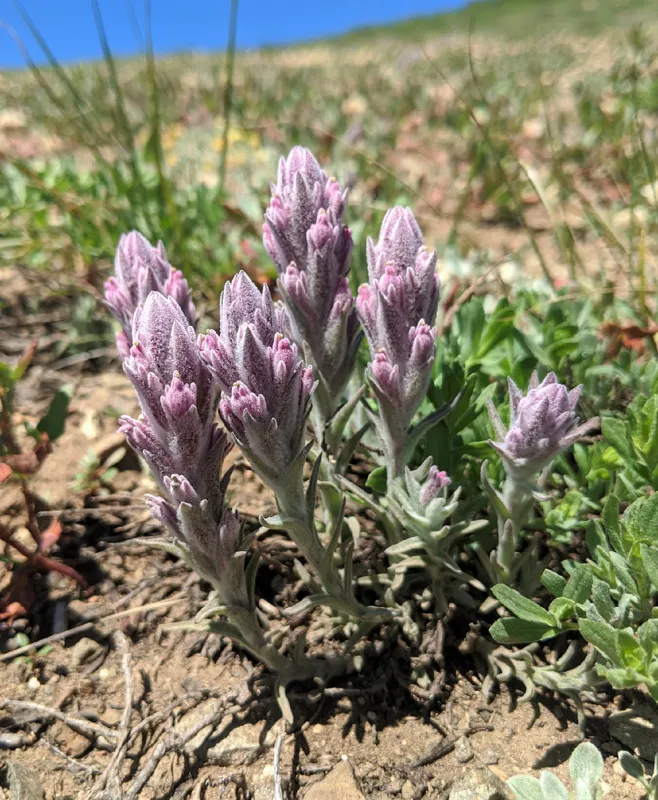 Photo of Castilleja schizotricha