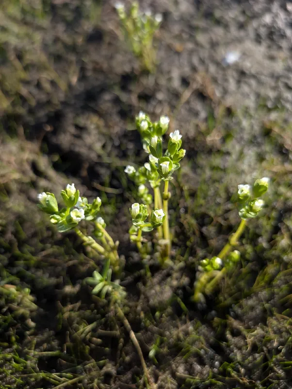 Photo of Gratiola heterosepala