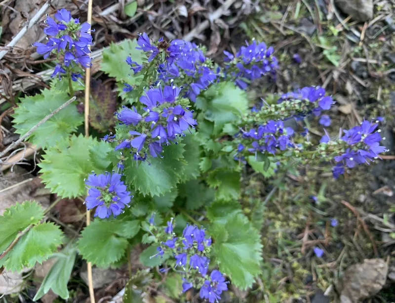 Photo of Veronica missurica ssp. stellata