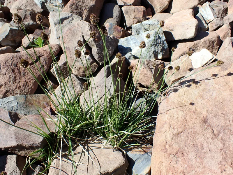 Photo of Carex vernacula