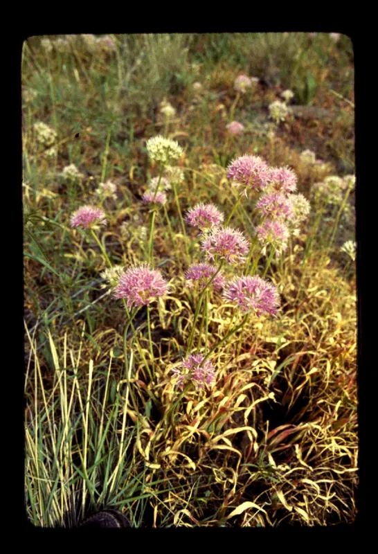 Photo of Allium geyeri var. geyeri