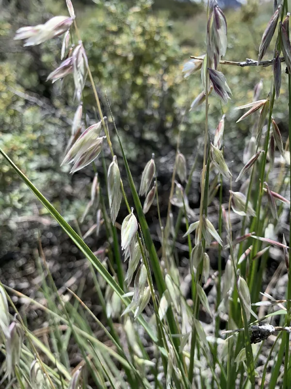 Photo of Melica stricta