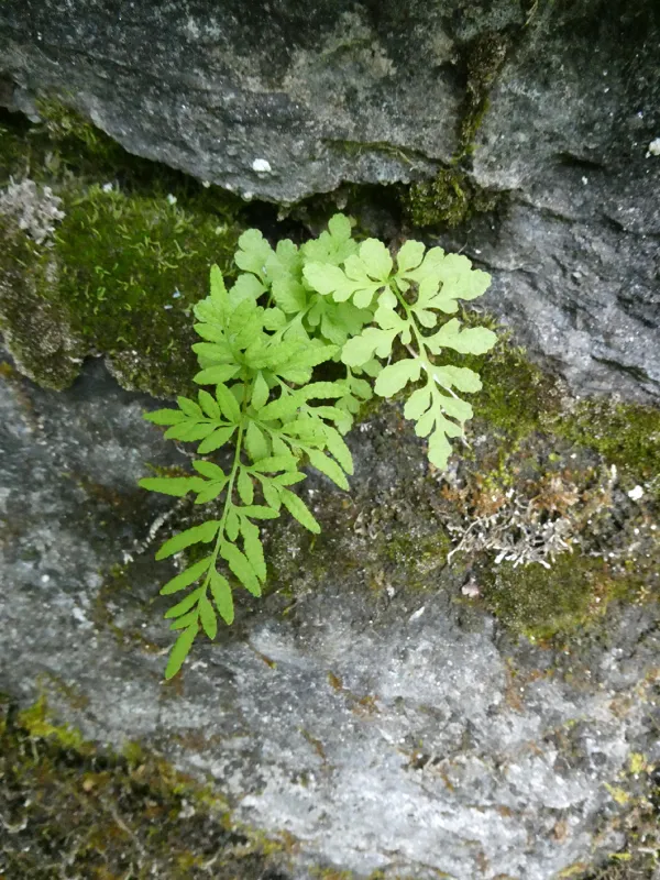 Photo of Cryptogramma stelleri