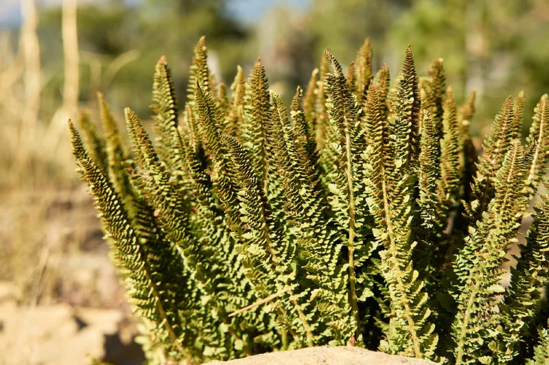 Photo of Polystichum lemmonii