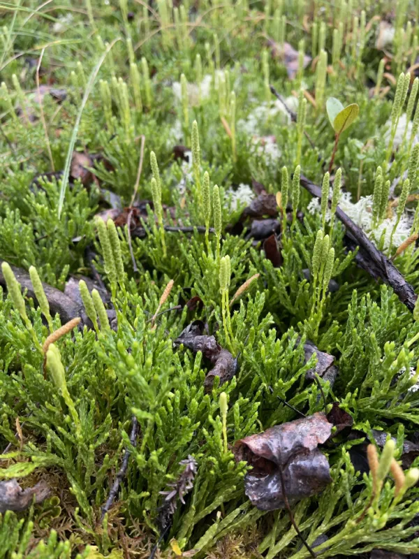 Photo of Diphasiastrum complanatum