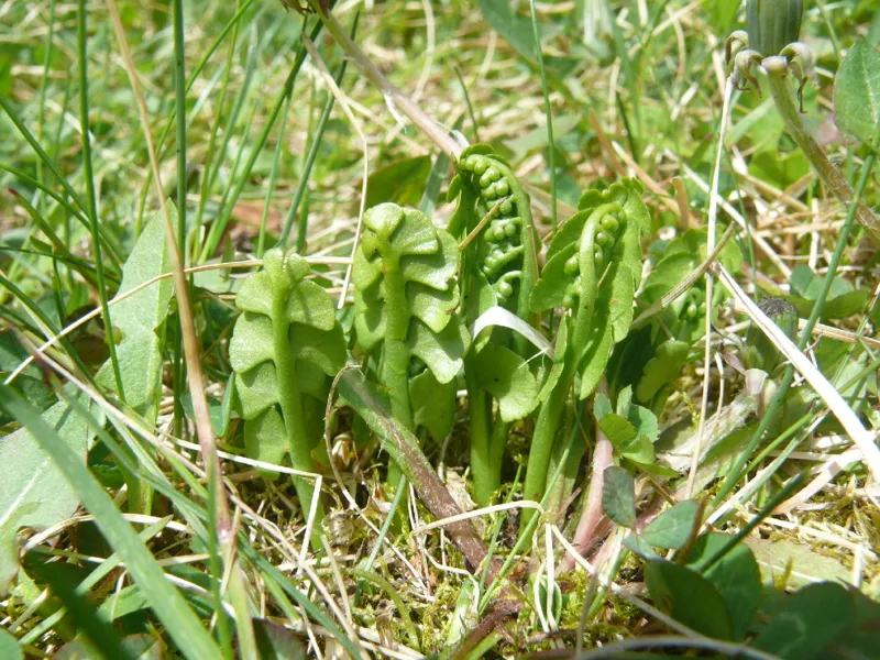 Photo of Botrychium lunaria