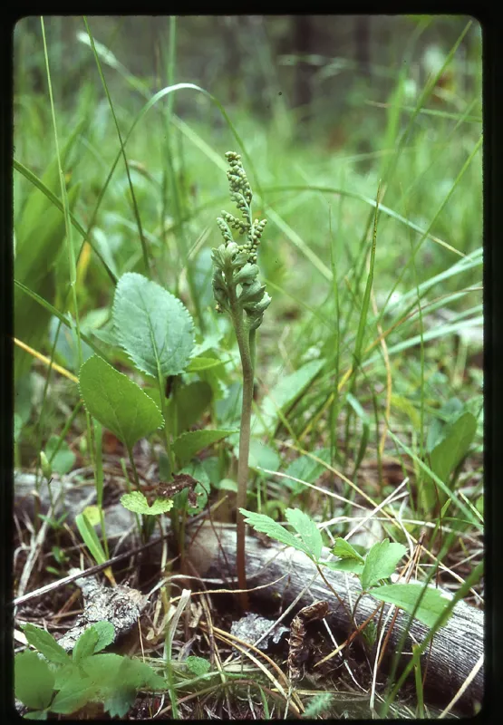 Photo of Botrychium pedunculosum