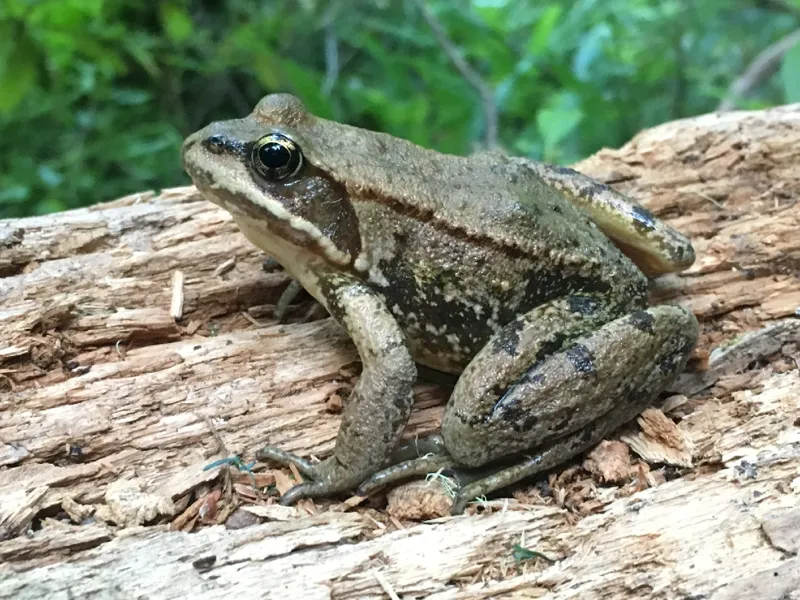 Photo of Rana cascadae