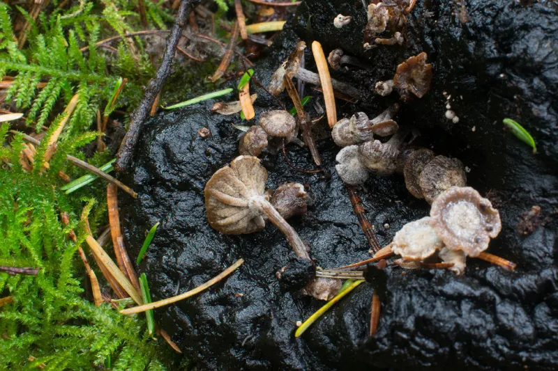 Photo of Asterophora parasitica