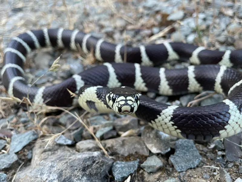 Photo of Lampropeltis californiae