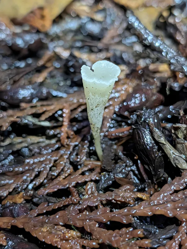Photo of Clavicorona taxophila