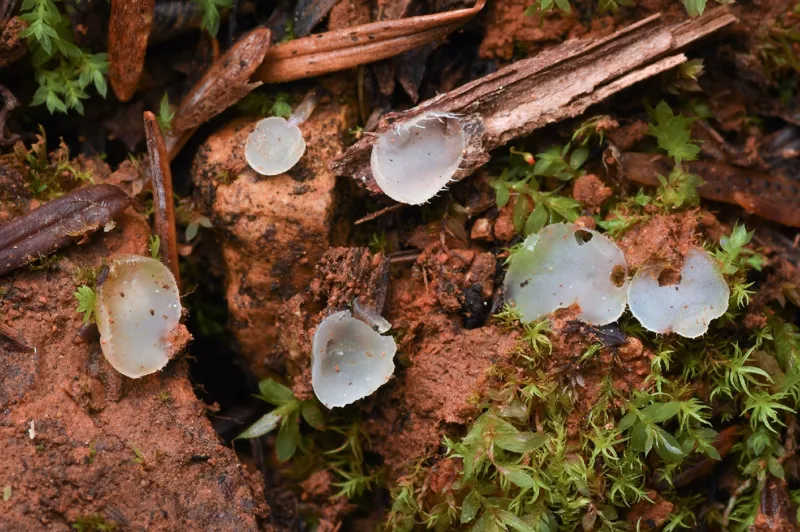 Photo of Pezoloma ciliiferum