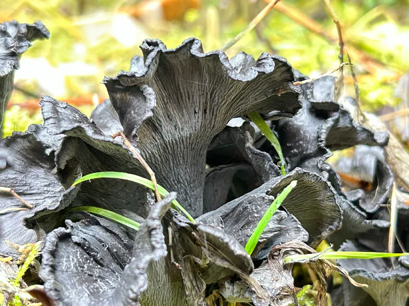 Photo of Polyozellus atrolazulinus