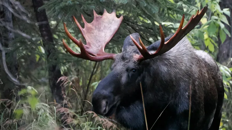 Photo of Alces alces