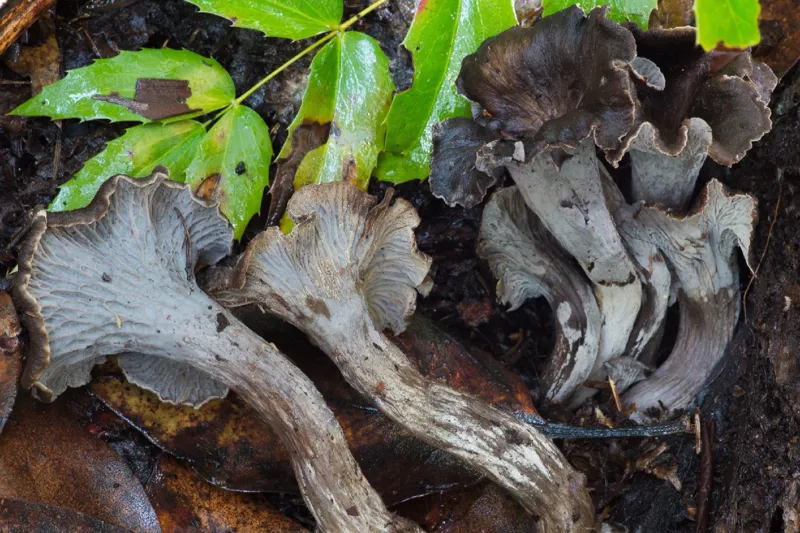 Photo of Craterellus atrocinereus