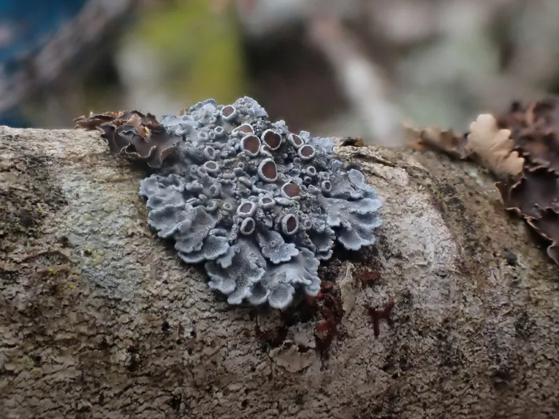 Photo of Pannaria oregonensis
