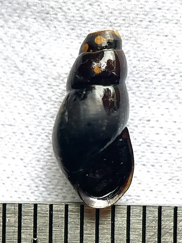 Photo of Juga bulbosa
