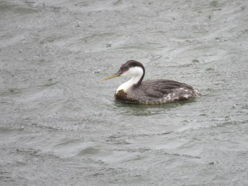 Photo of Aechmophorus occidentalis