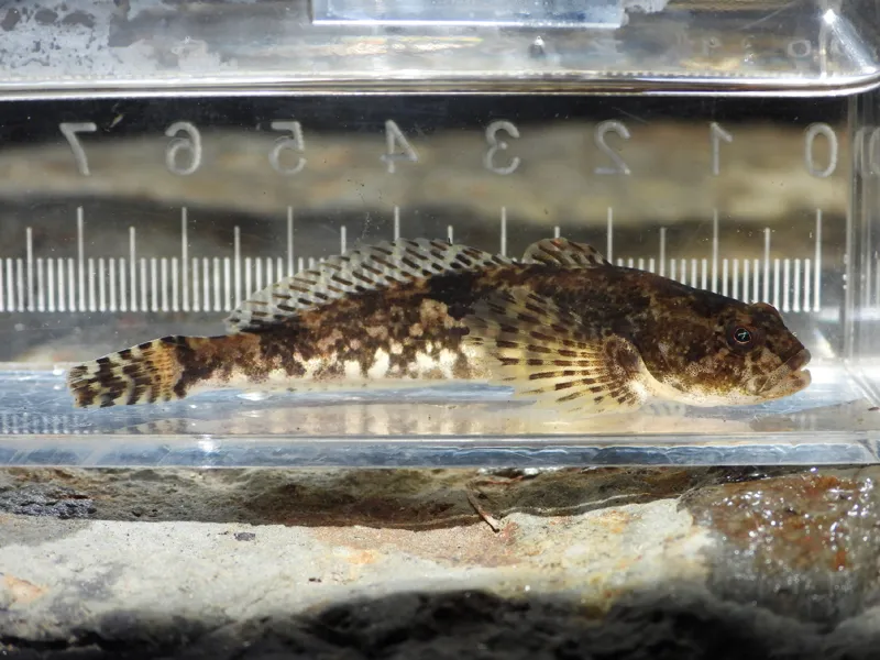 Photo of Cottus tenuis