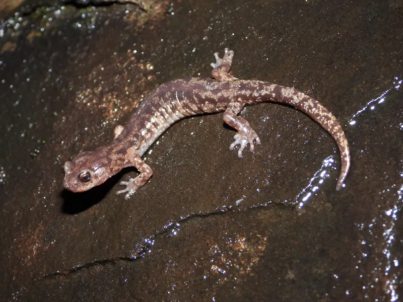 Photo of Aneides ferreus
