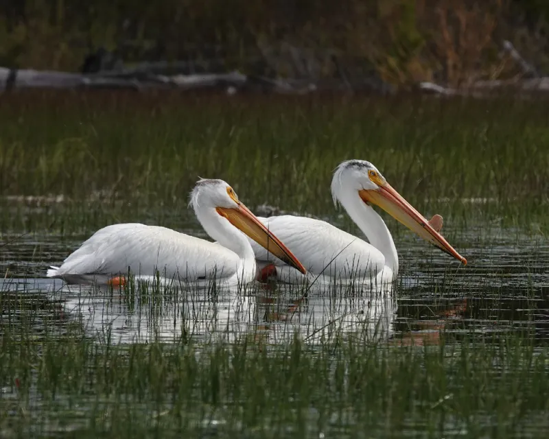 Photo of Pelecanus erythrorhynchos