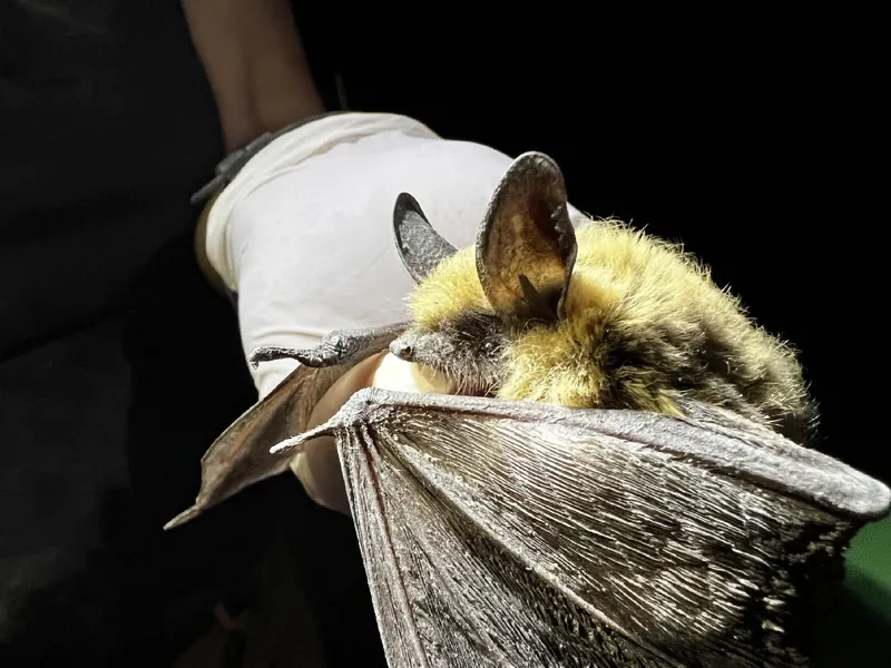 Photo of Myotis thysanodes