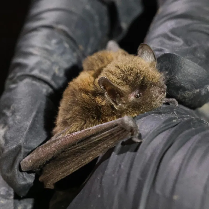 Photo of Myotis volans