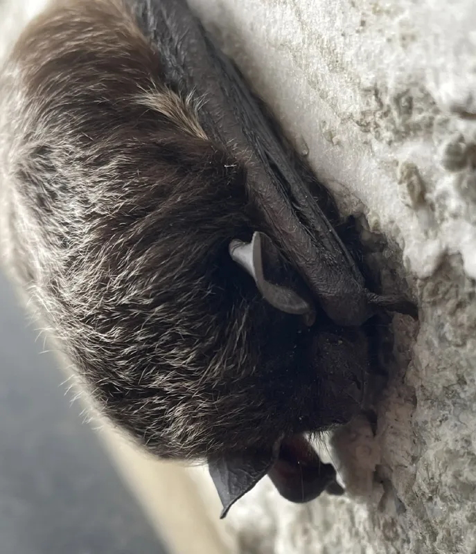 Photo of Lasionycteris noctivagans