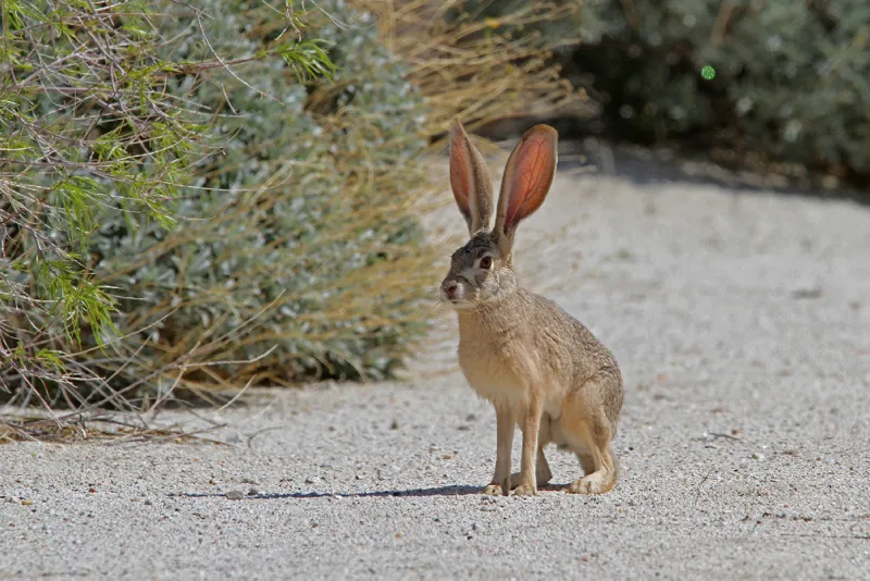 Photo of Lepus californicus