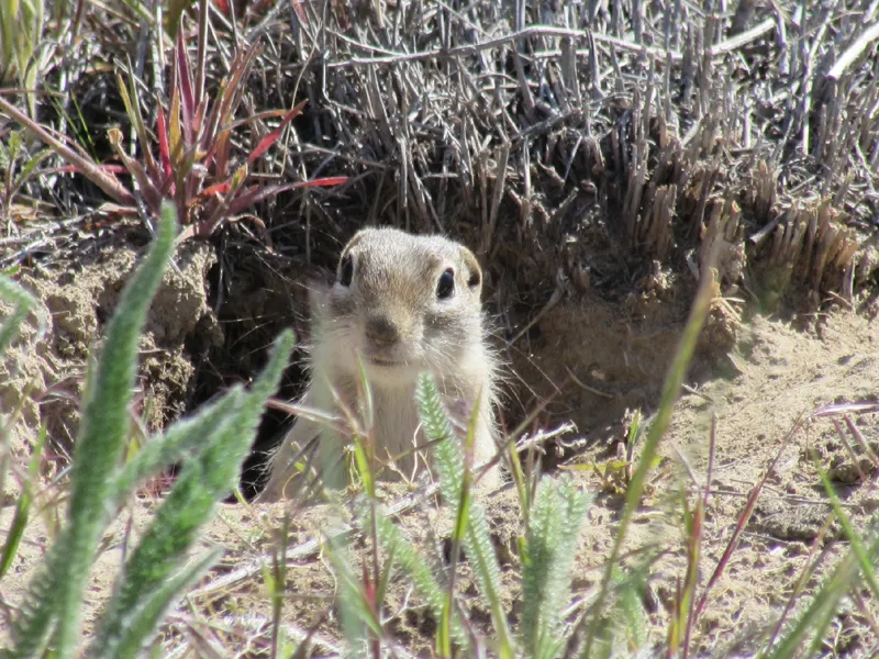 Photo of Urocitellus washingtoni