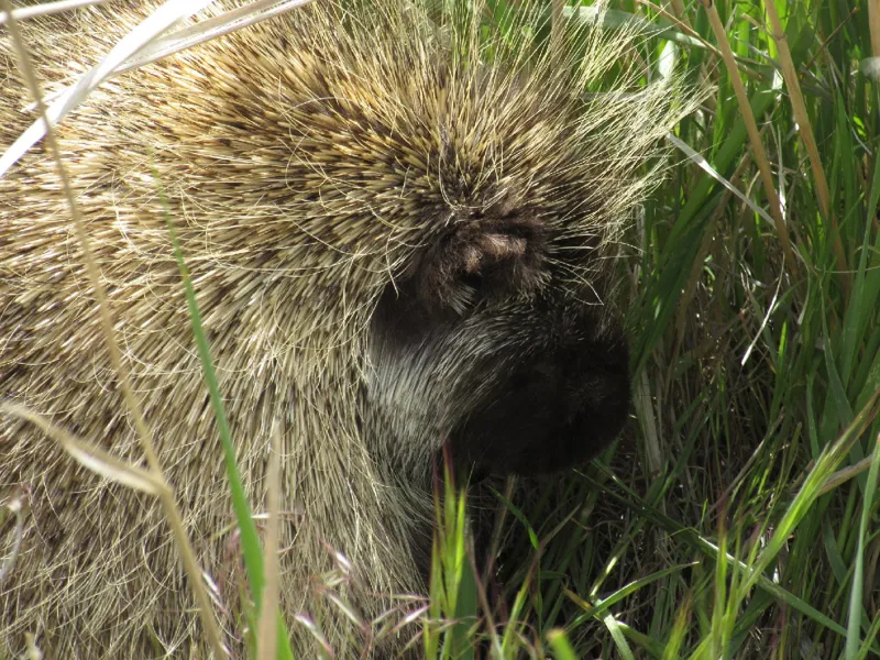 Photo of Erethizon dorsatum
