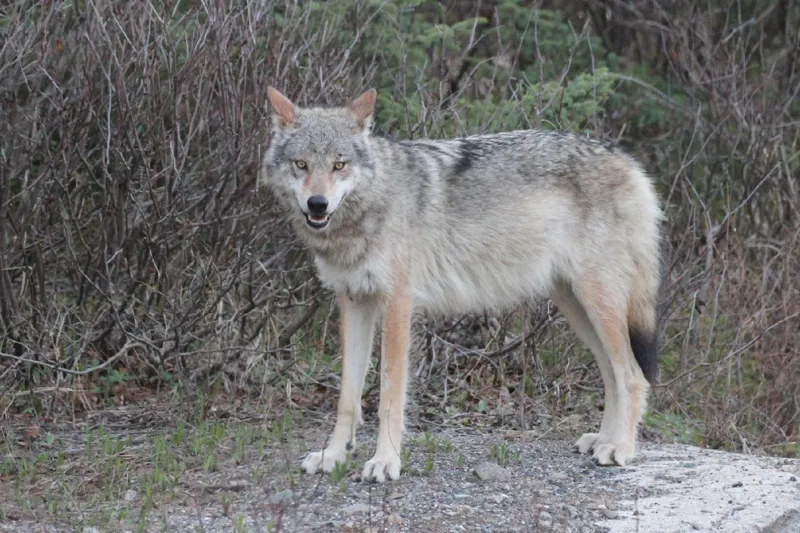 Photo of Canis lupus