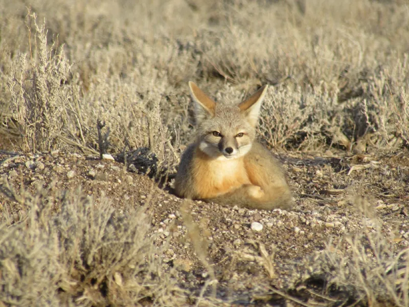 Photo of Vulpes macrotis