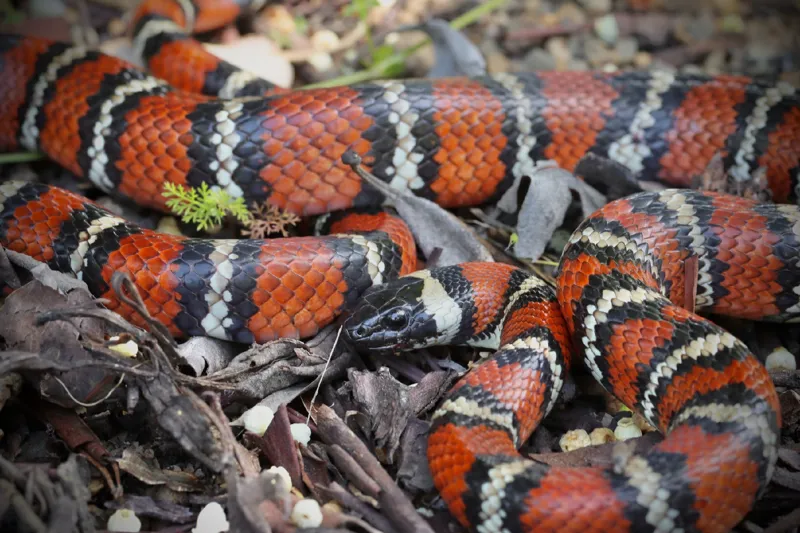 Photo of Lampropeltis zonata