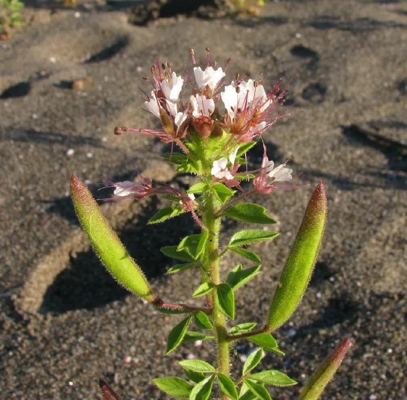 Photo of Polanisia dodecandra ssp. trachysperma